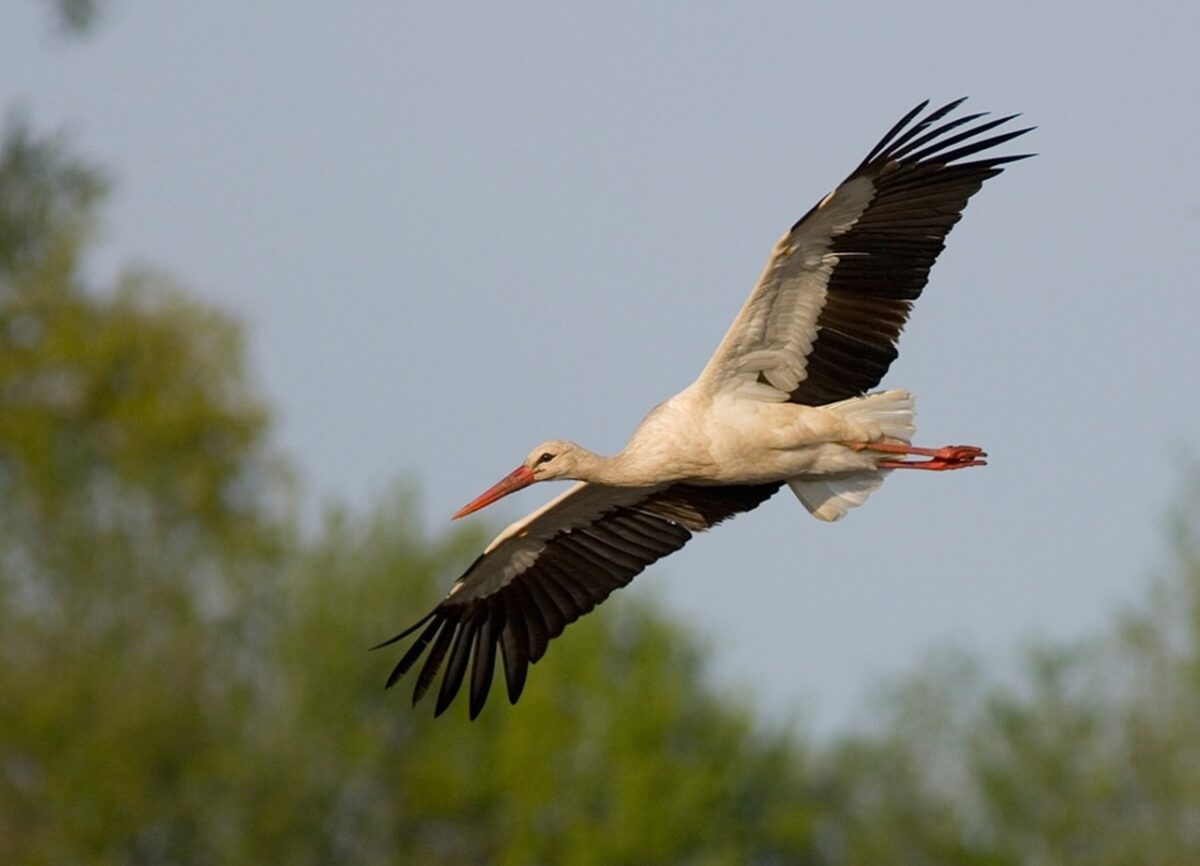 Bocian Biały Stowarzyszenie Jestem na pTAK!