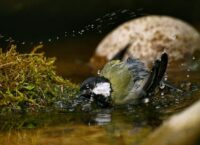 Jak wygląda Bogatka w kąpieli?