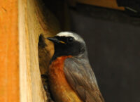 Jaką budkę dla Pleszki?