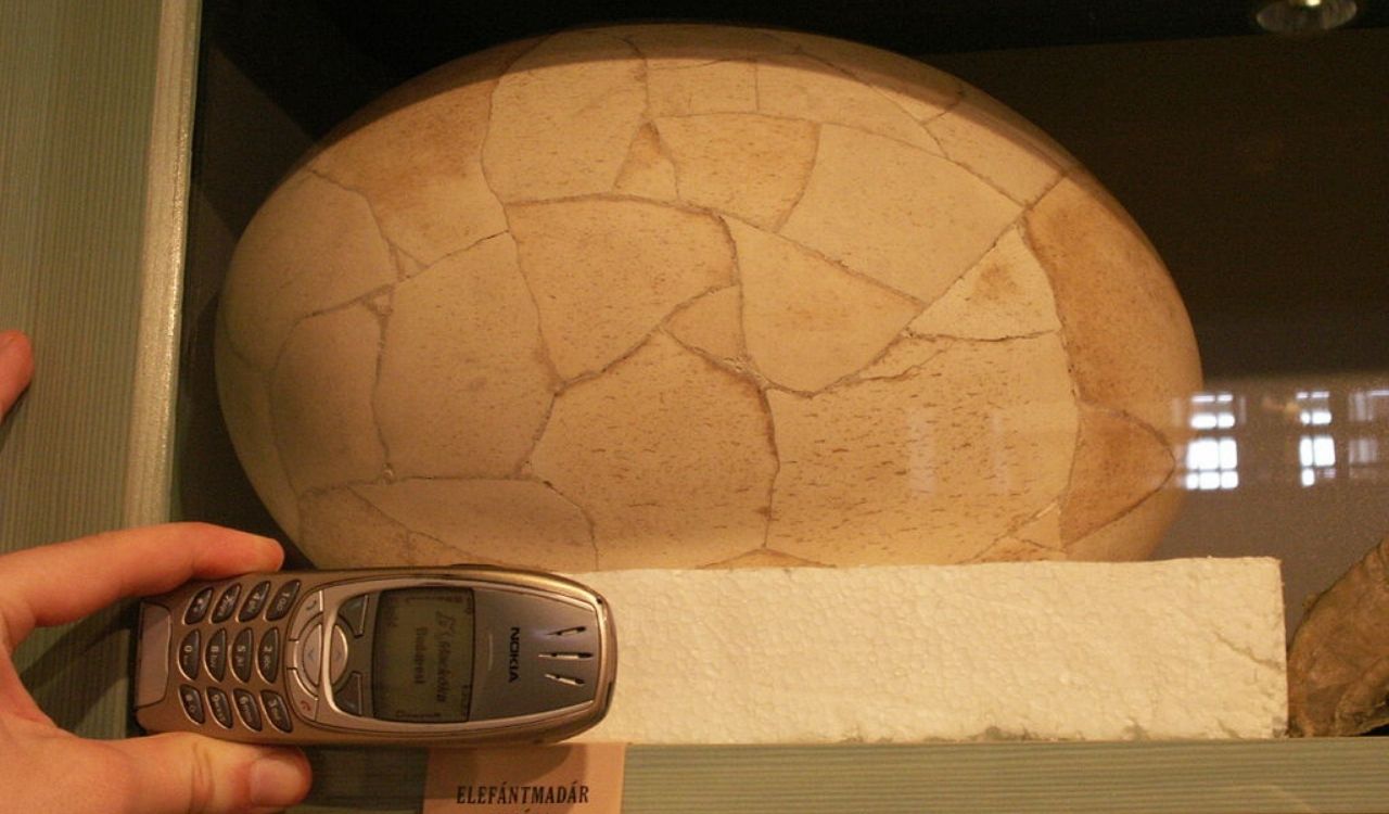 Jajo Mamutaka w Węgierskim Muzeum Historii Naturalnej, źródło: Wikipedia
