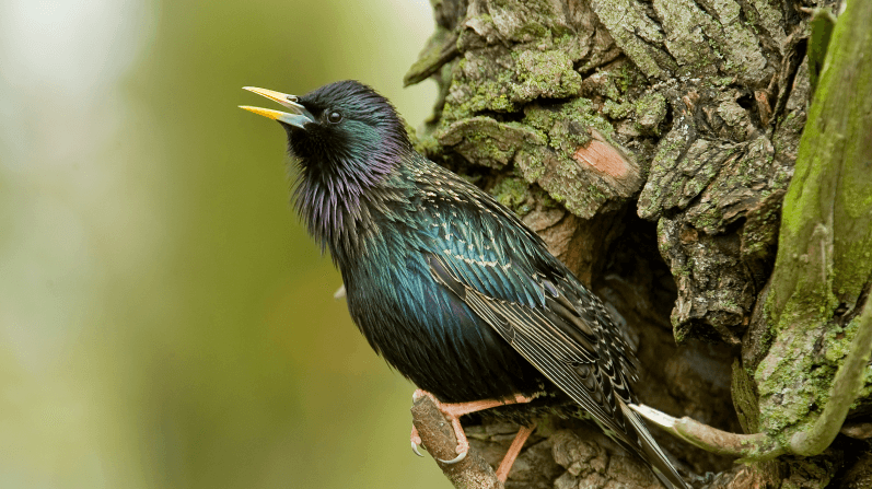 Szpak(Sturnus vulgaris)_C 1