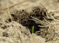 Jak wygląda pisklę Mewy Śmieszki?