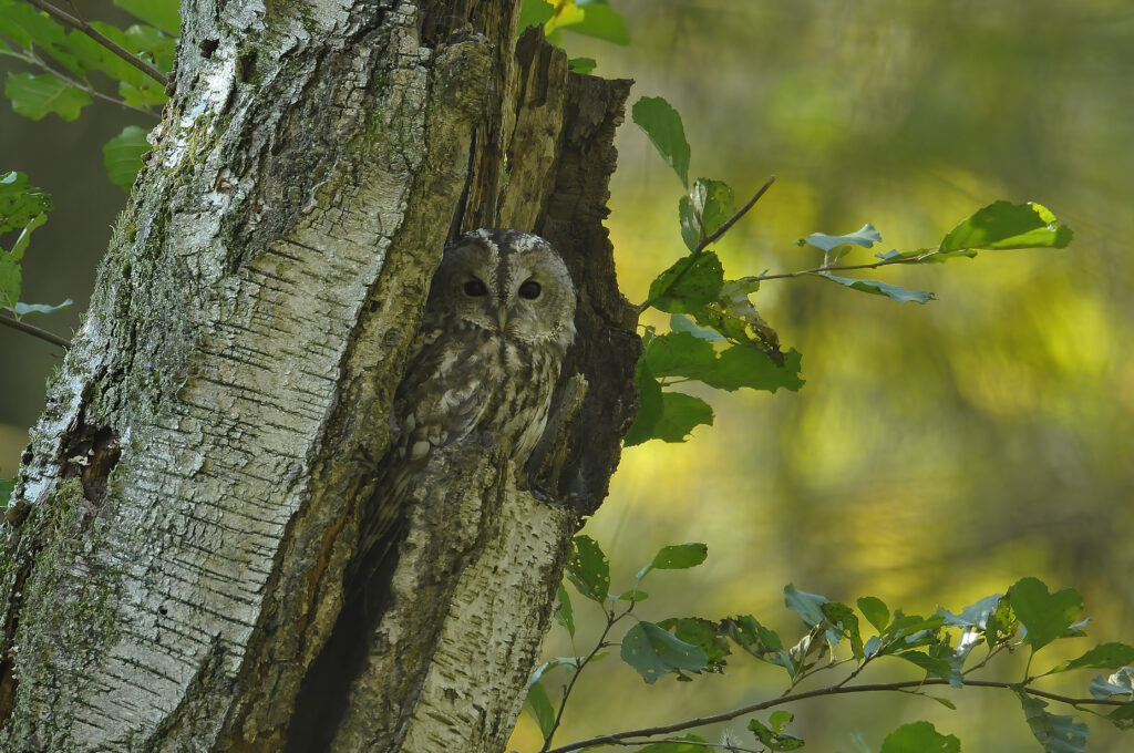 Puszczyk (Strix aluco), fot. C. Korkosz Puszczyk (Strix aluco)