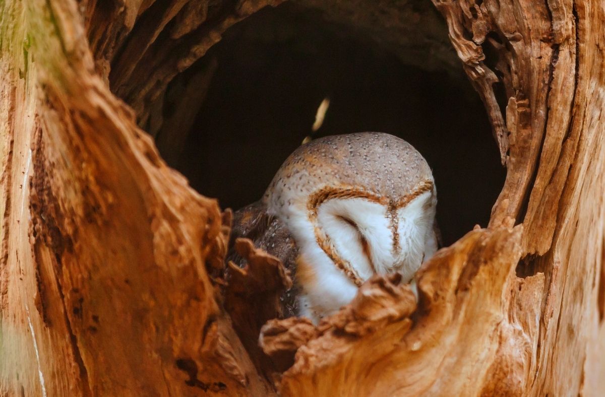 Czy Płomykówki śpią?