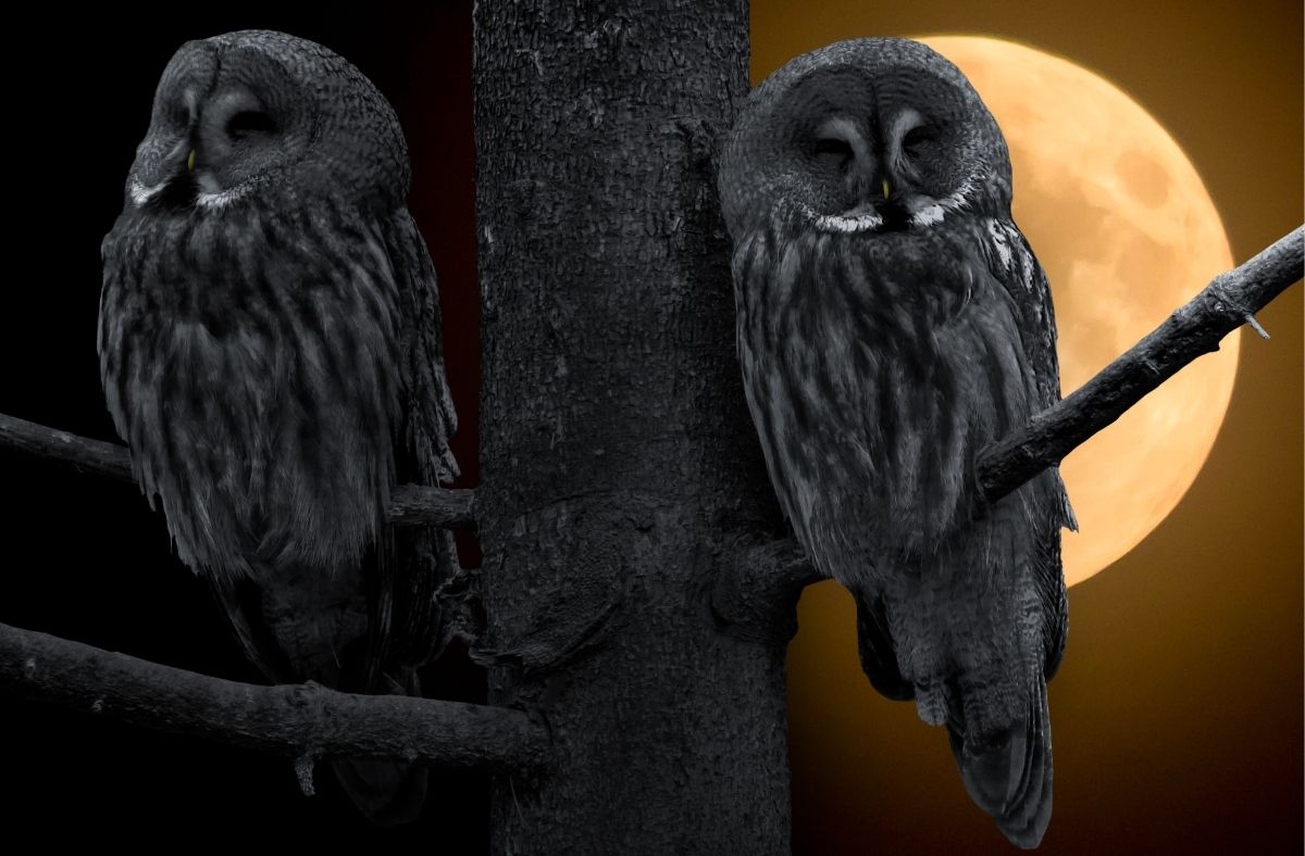 Jak wygląda Puszczyk mszarny?