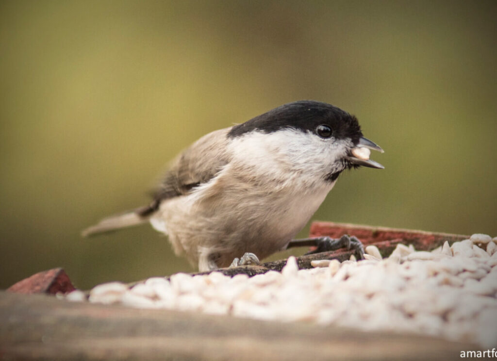 Czym dokarmiać sikory ubogie?