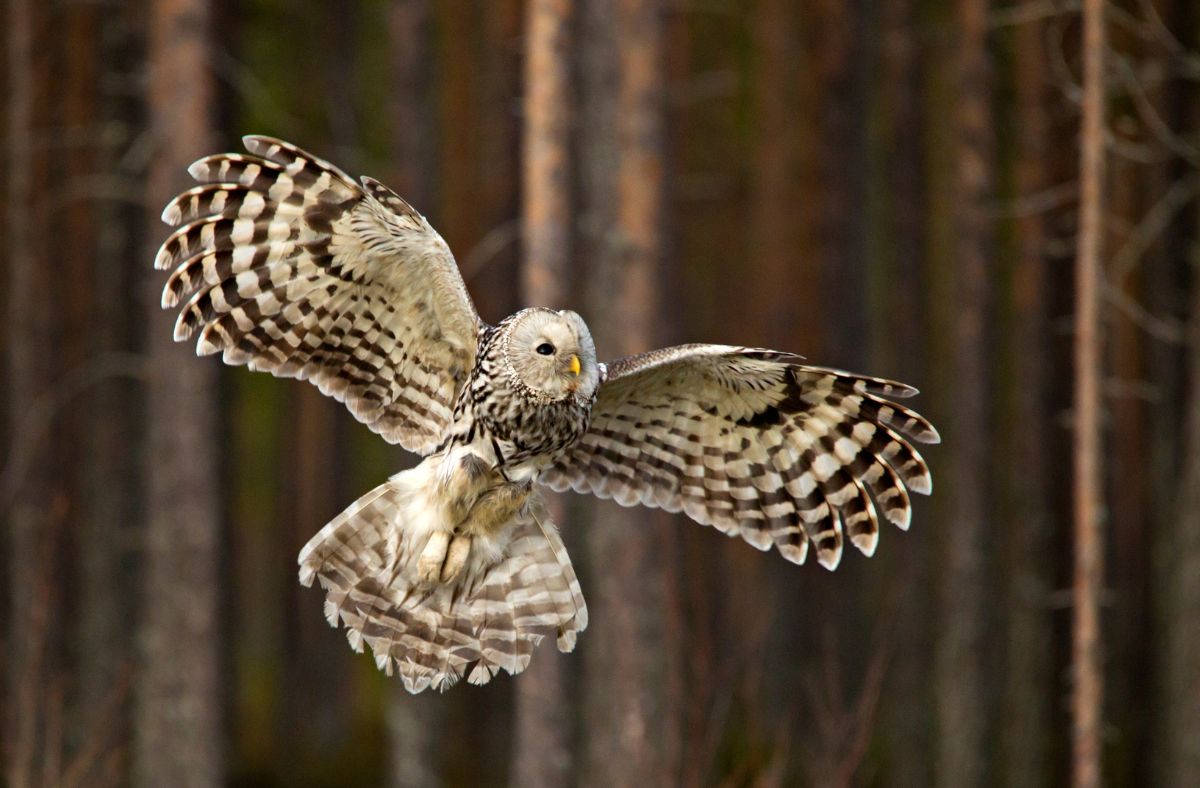 Jak wygląda Puszczyk Uralski?