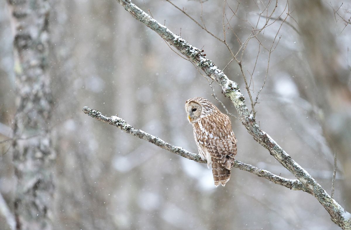 Jak wygląda Puszczyk Uralski?