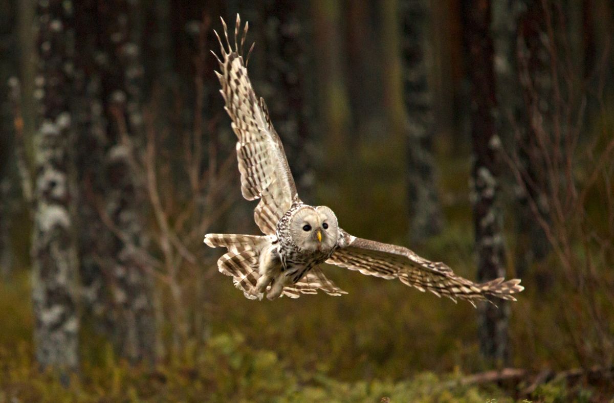 Jak wygląda Puszczyk Uralski?