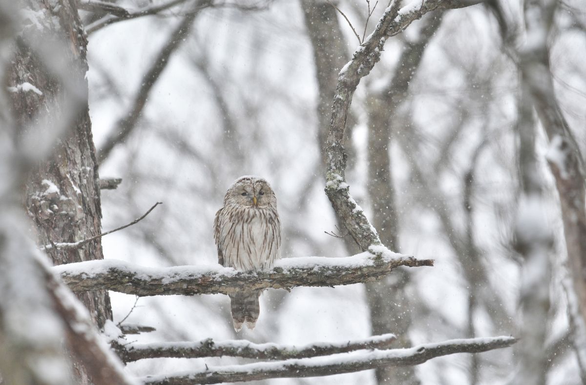 Jak wygląda Puszczyk Uralski?