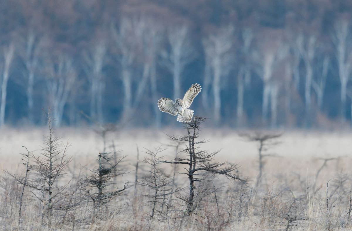 Jak wygląda Puszczyk Uralski w locie?