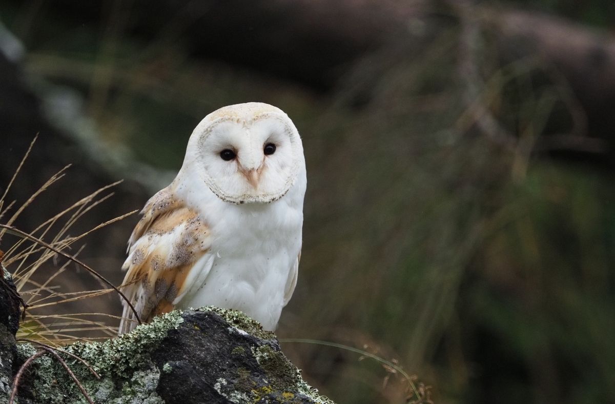 Jak wygląda Płomykówka?
