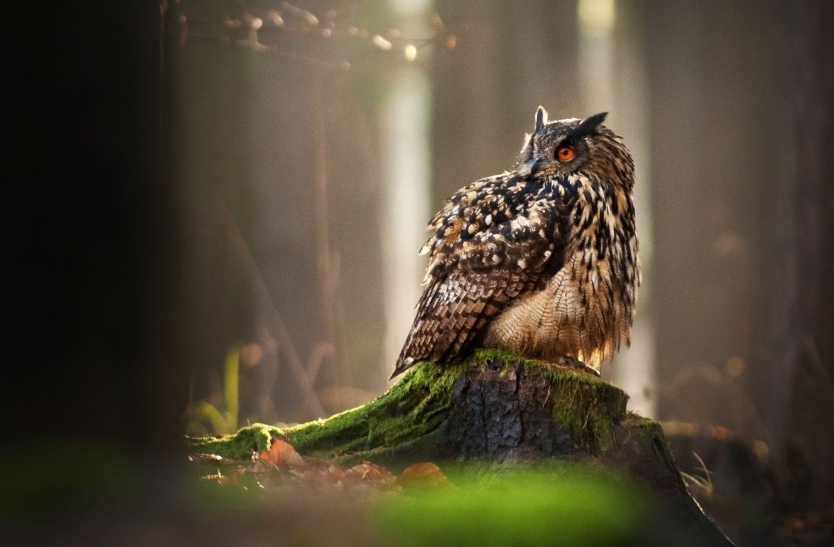 Jak wygląda Puchacz?