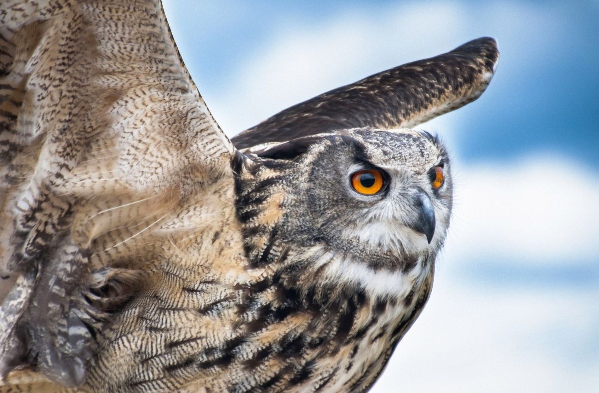 Jak wygląda Puchacz?