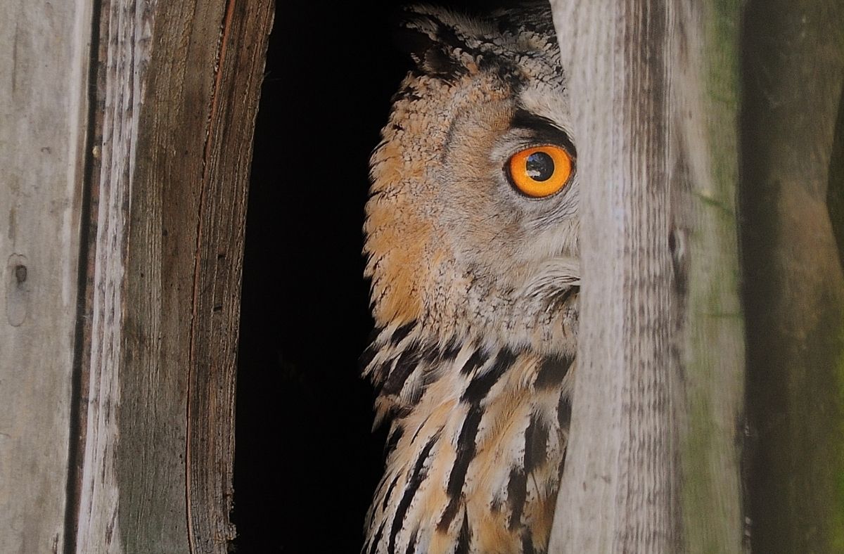 Jak wygląda Puchacz?