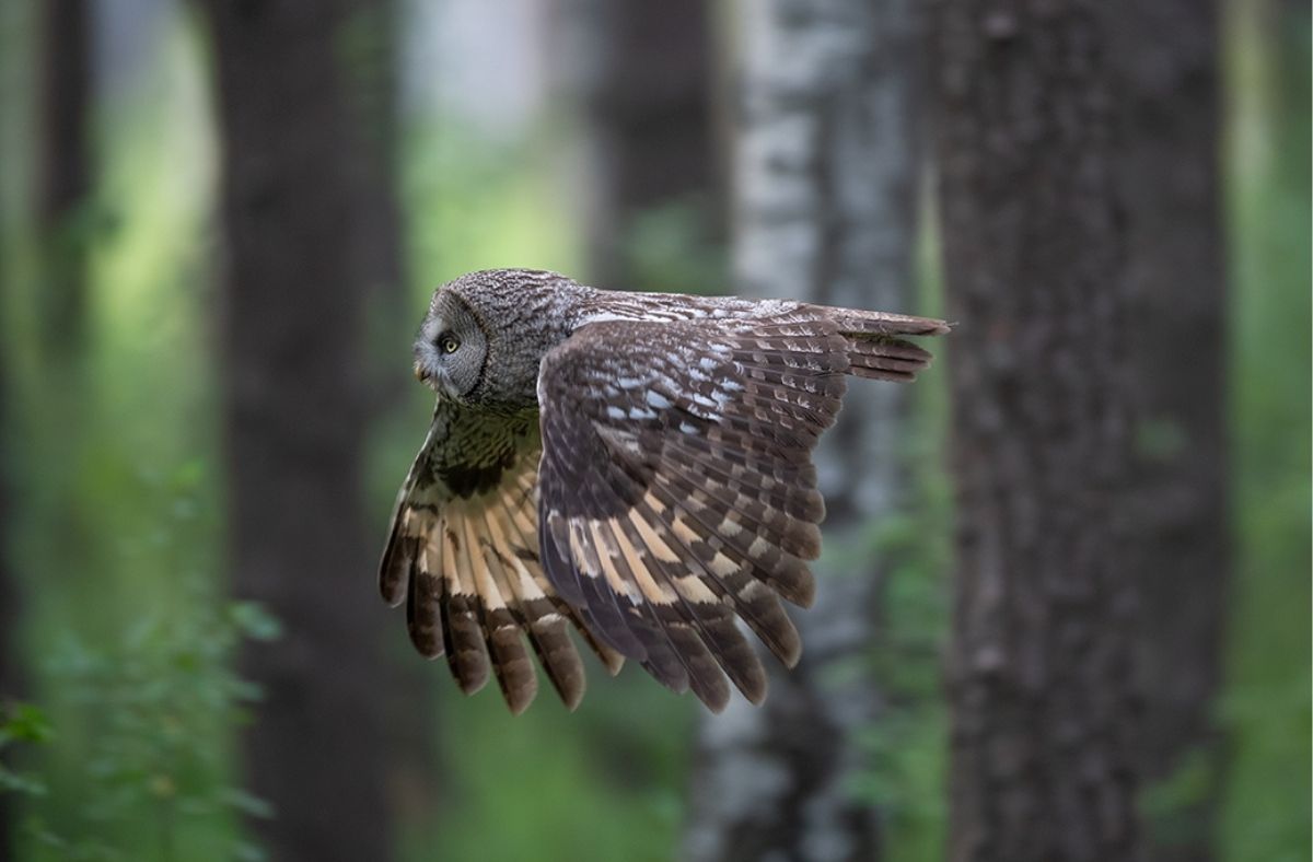 Jak wygląda Puszczyk mszarny w locie?