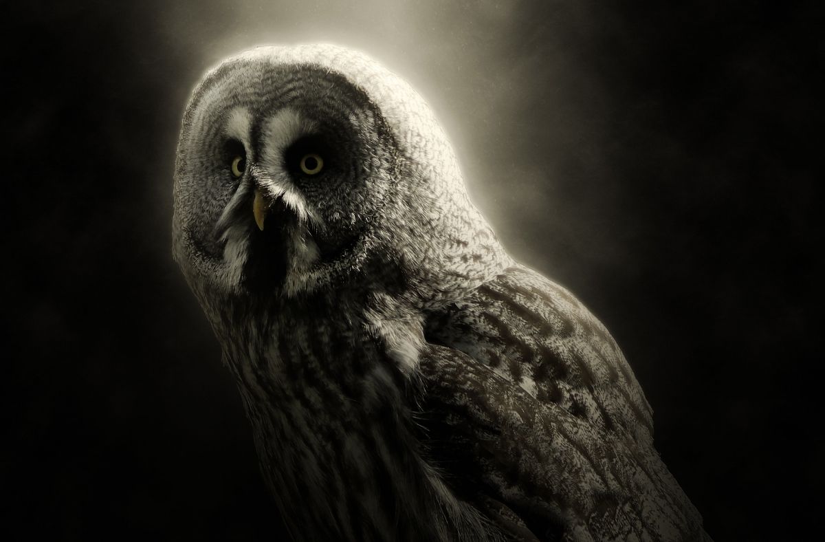 Jak wygląda Puszczyk mszarny?