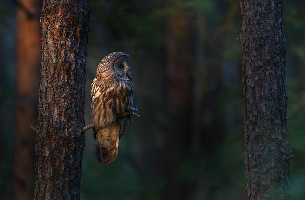 Jak wygląda Puszczyk mszarny?