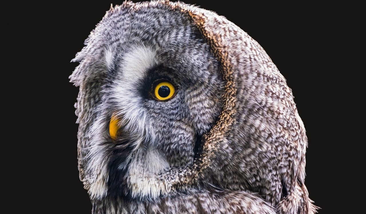 Jak wygląda Puszczyk mszarny?