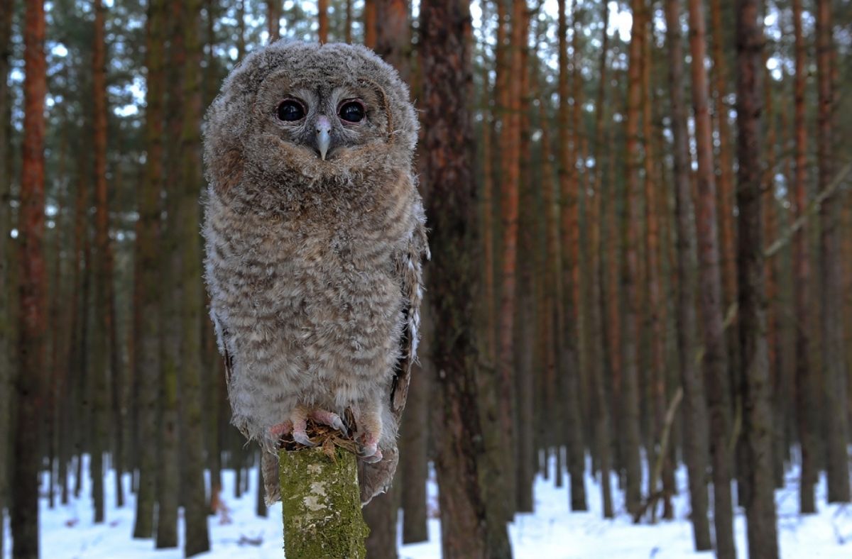 Jak wygląda pisklę Puszczyka?