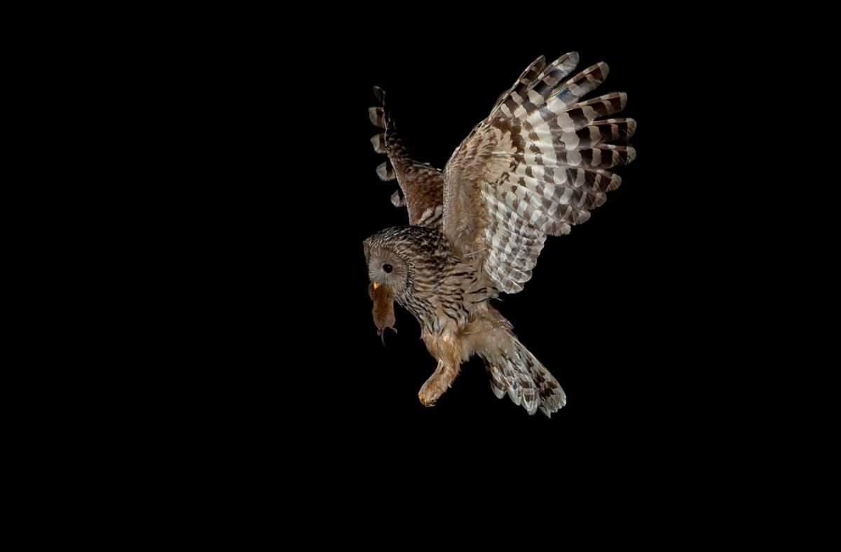 Jak poluje Puszczyk?