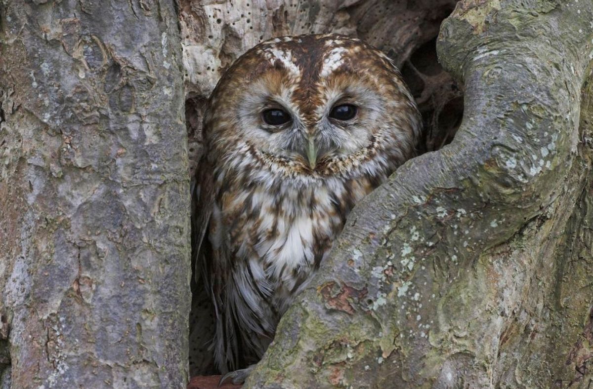 Jak wygląda Puszczyk?