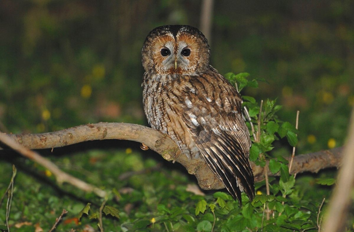 Jak wygląda Puszczyk?