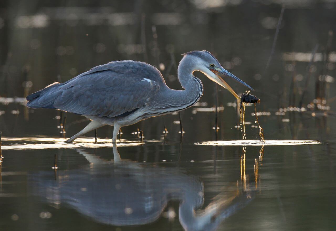 Czym żywi się Czapla Siwa?