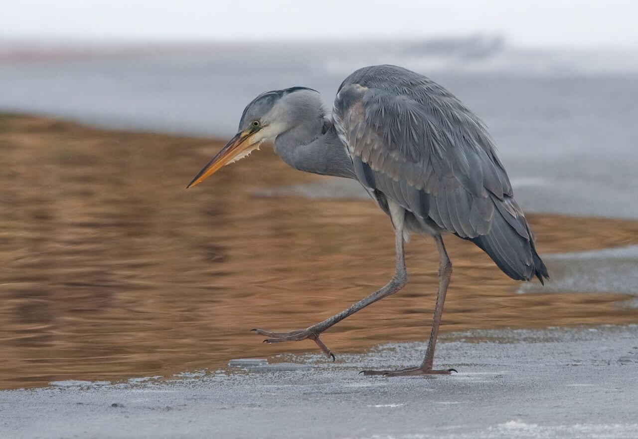 Czy Czapla Siwa odlatuje na zimę?