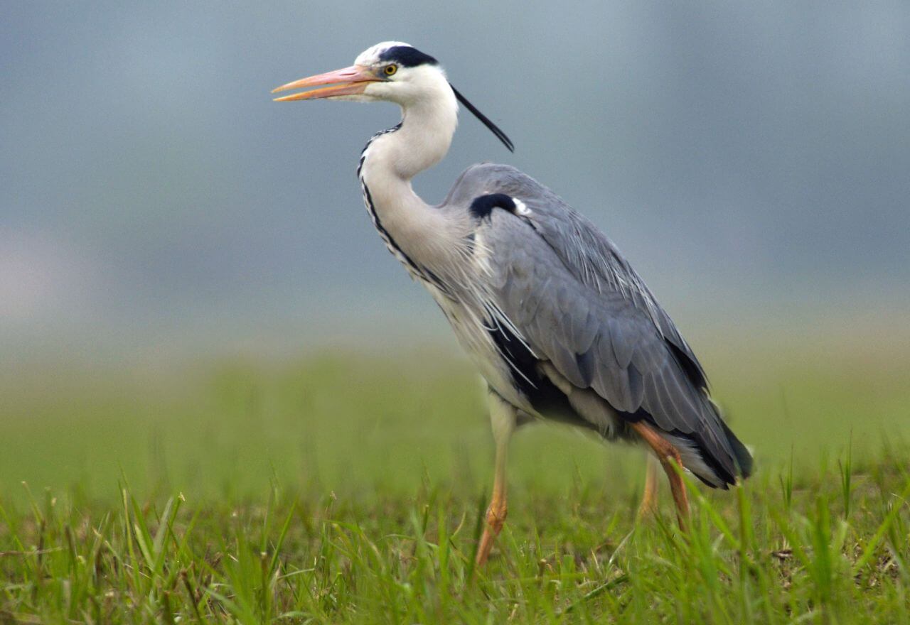 Jak wygląda Czapla Siwa?