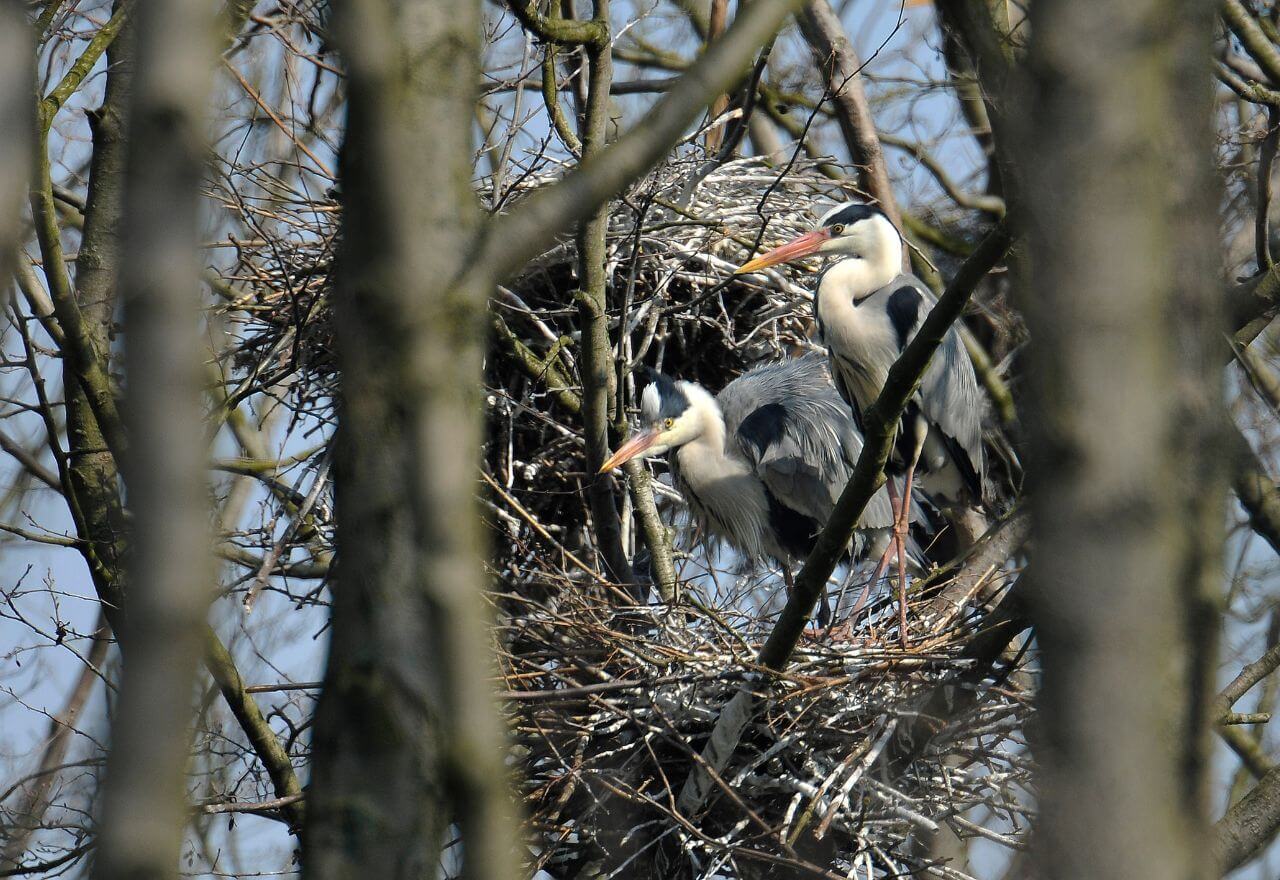 Gdzie mieszka Czapla Siwa?
