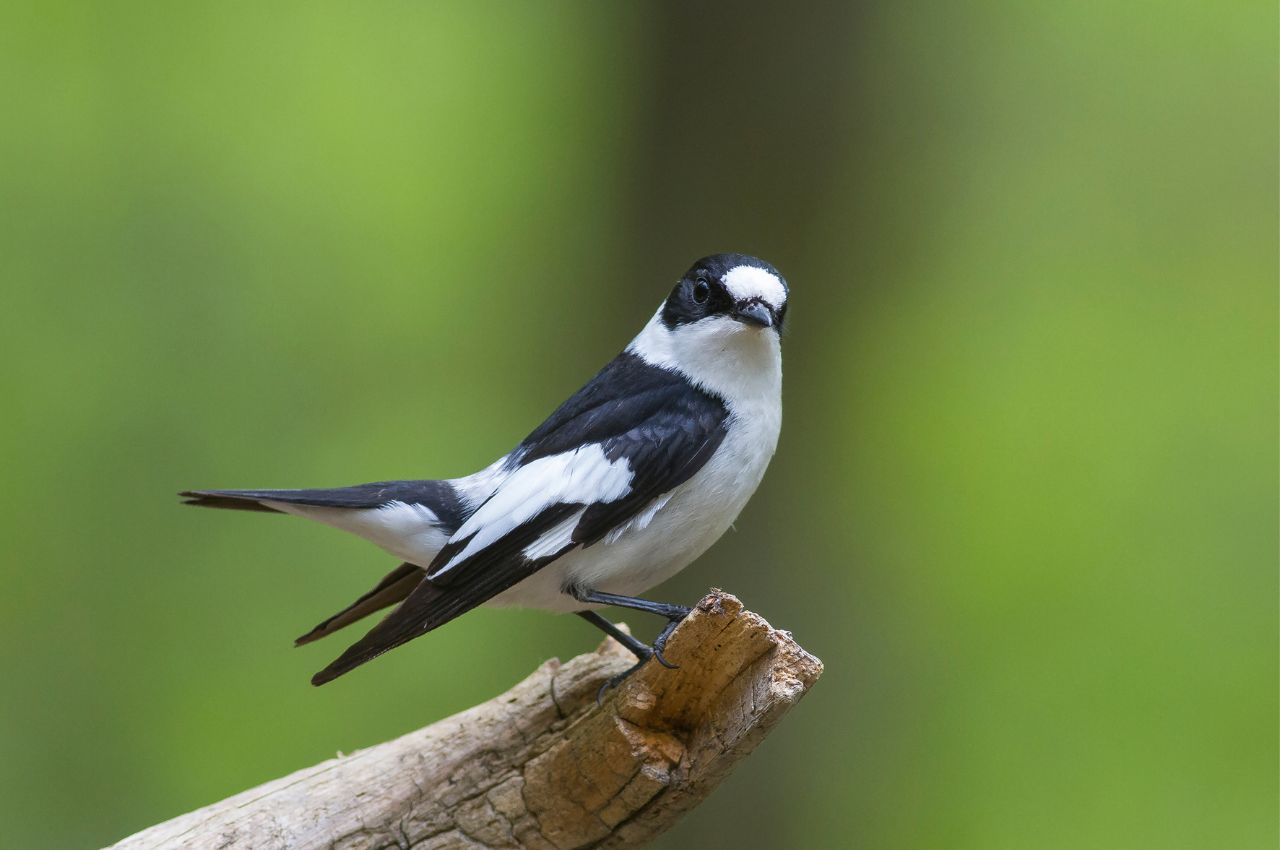 Jak wygląda Muchołówka Białoszyja?