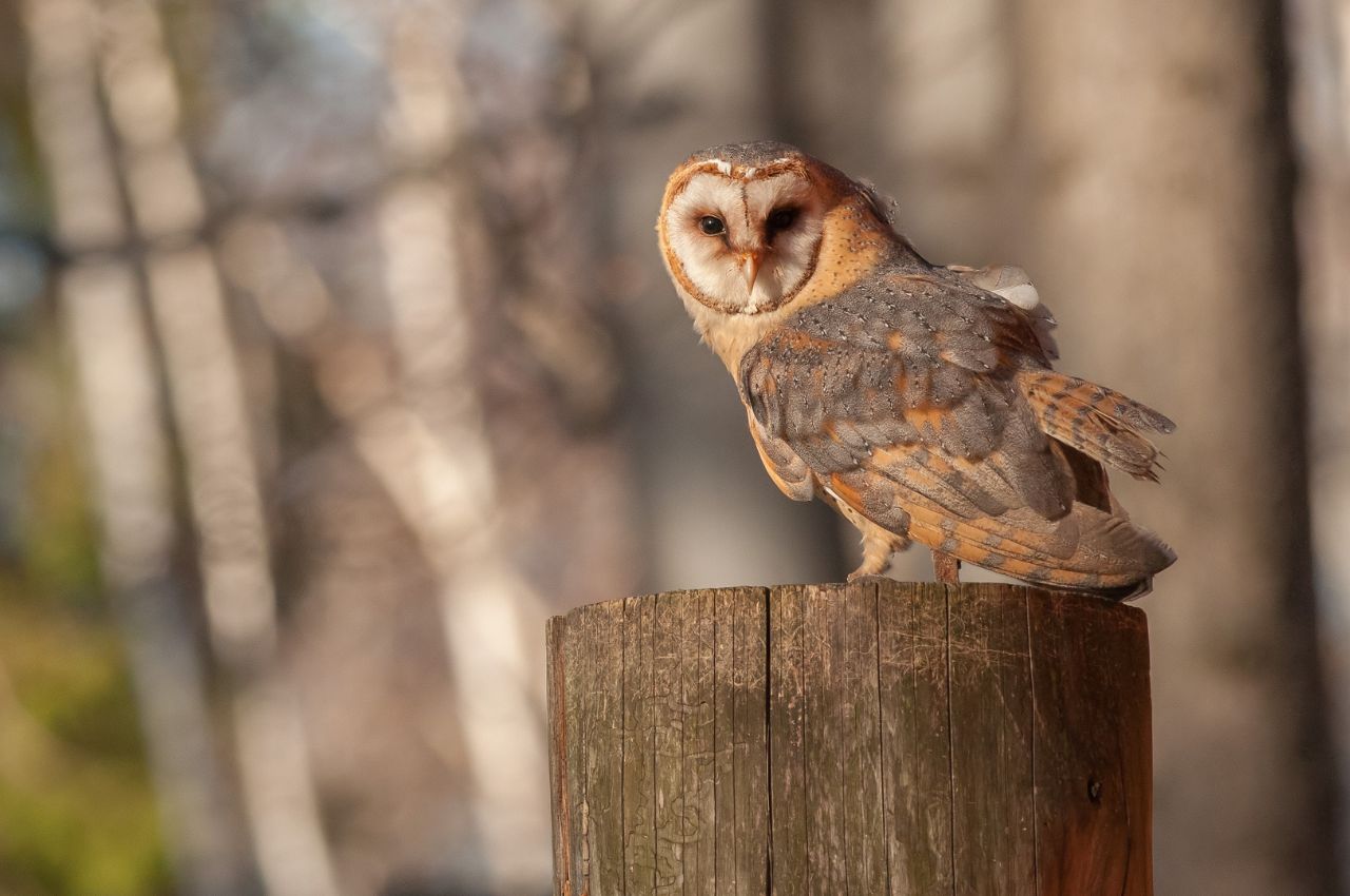Gdzie mieszka Płomykówka