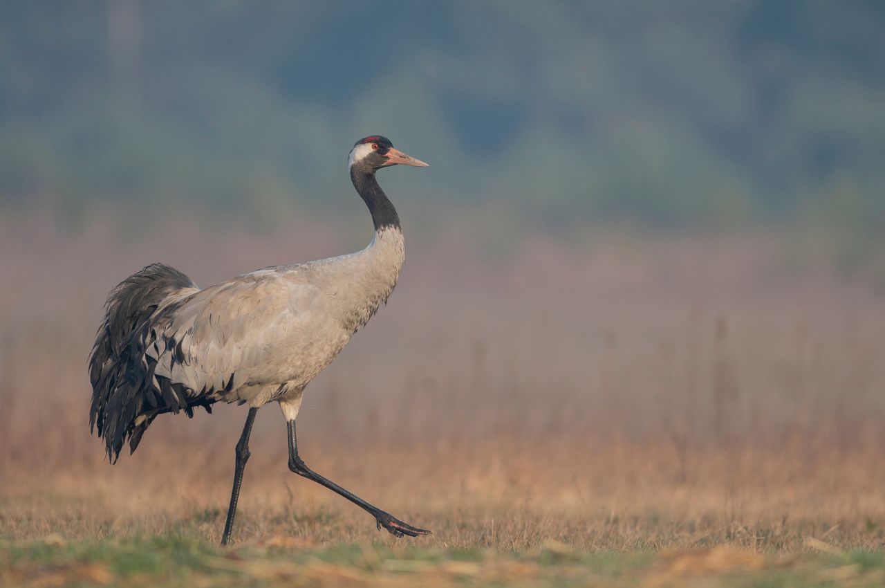 Jak wygląda Żuraw?