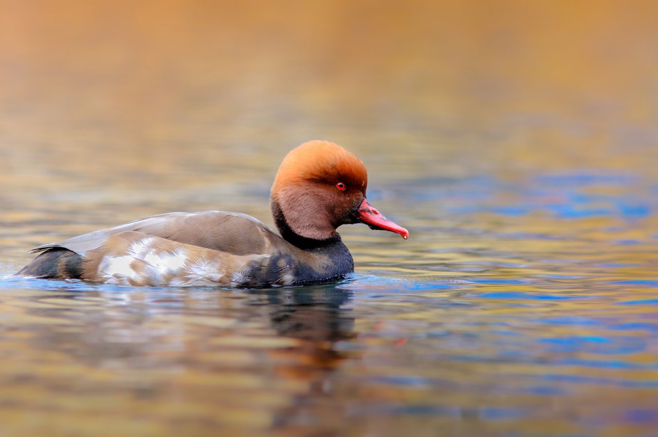 Jak wygląda Hełmiatka?