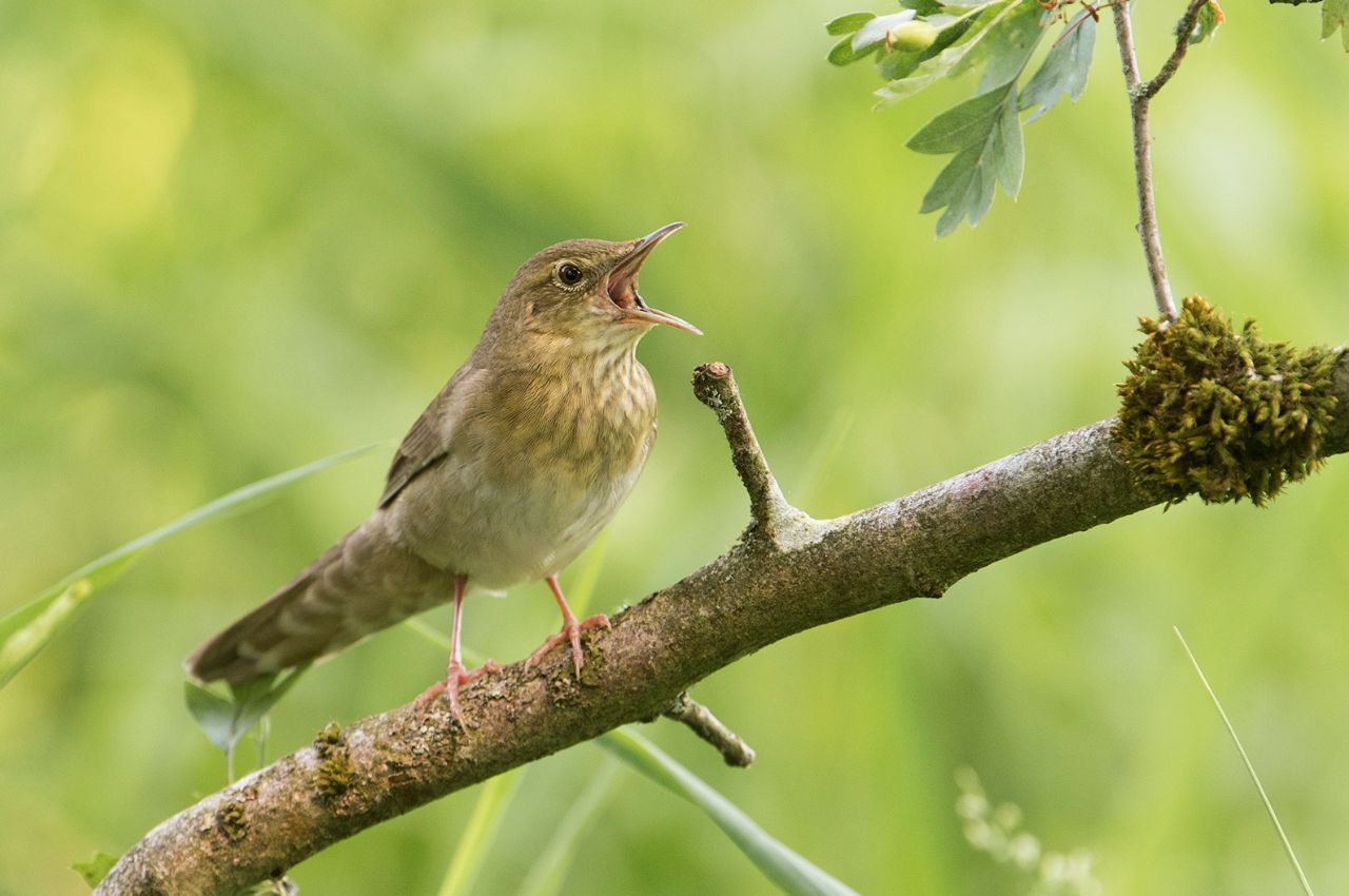 Jak śpiewa Strumieniówka?