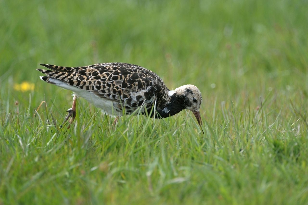 Jak wygląda Batalion?