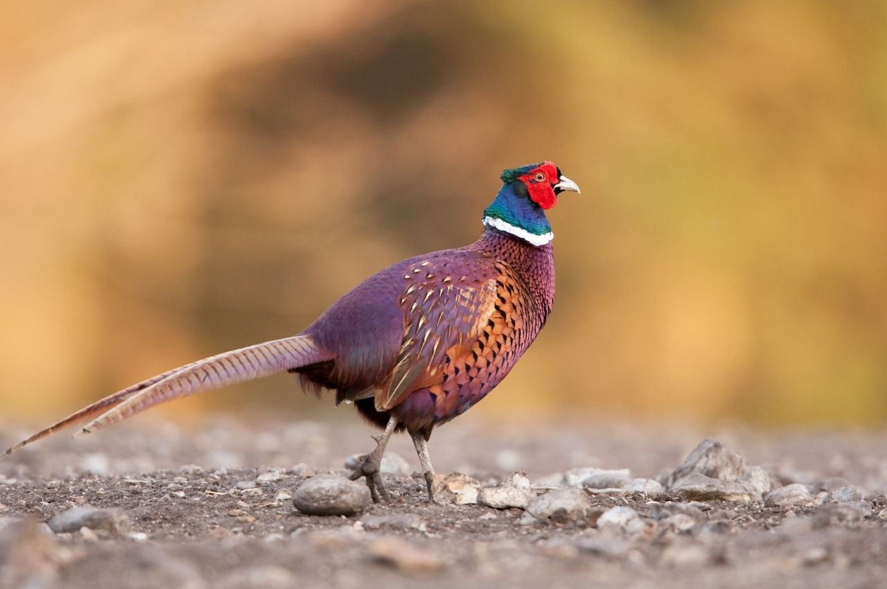 Jak wygląda Bażant?