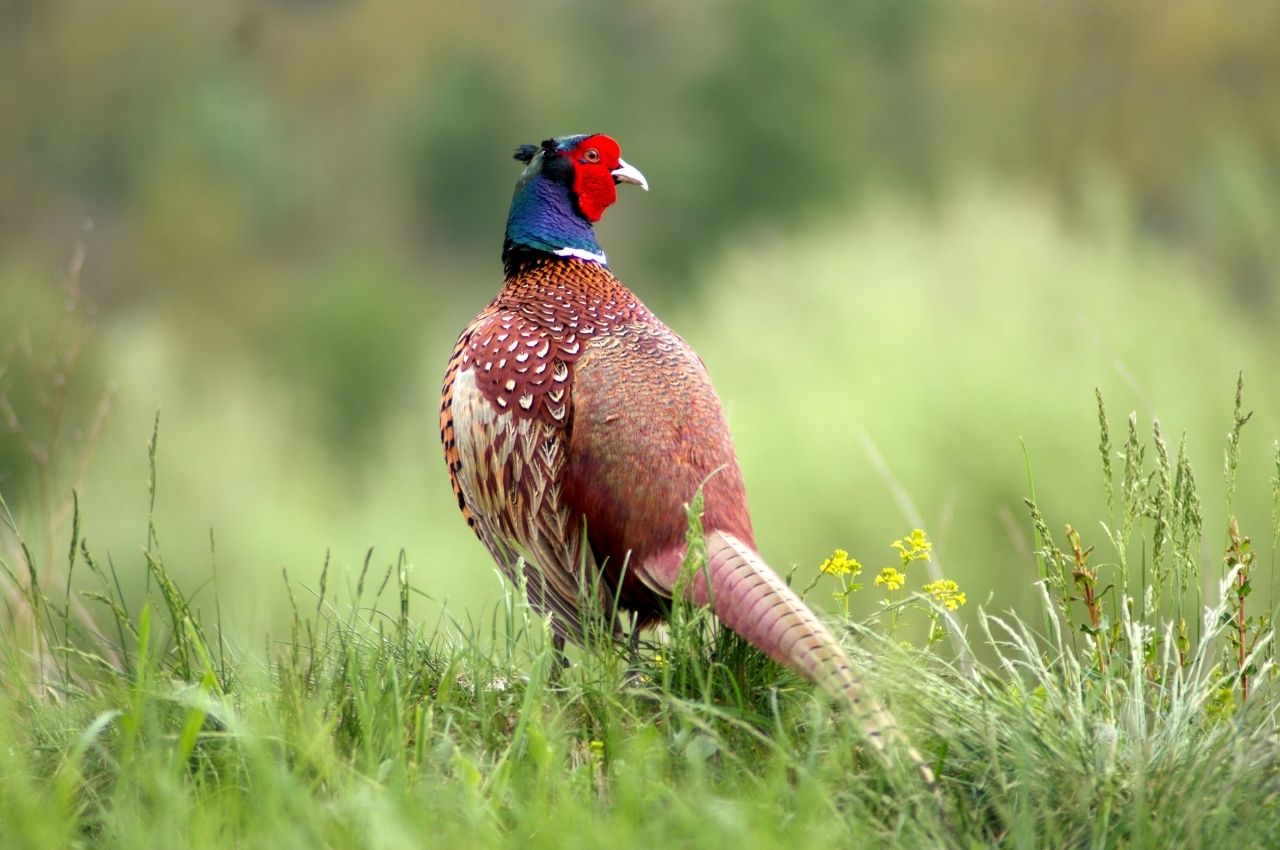Jak wygląda Bażant?