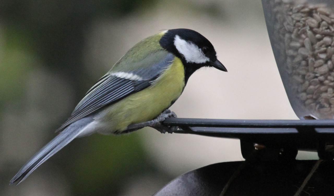 Jak wygląda Bogatka?