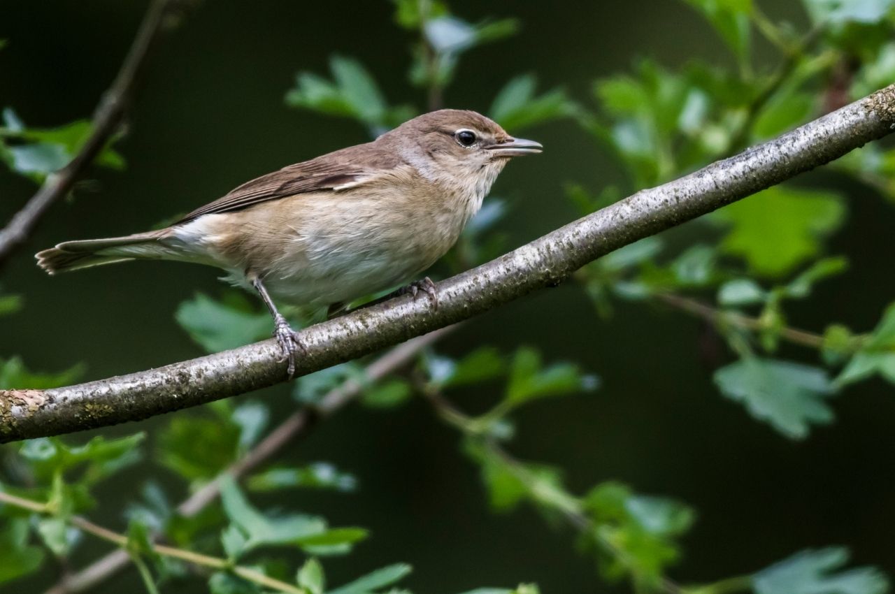 Jak wygląda Gajówka?