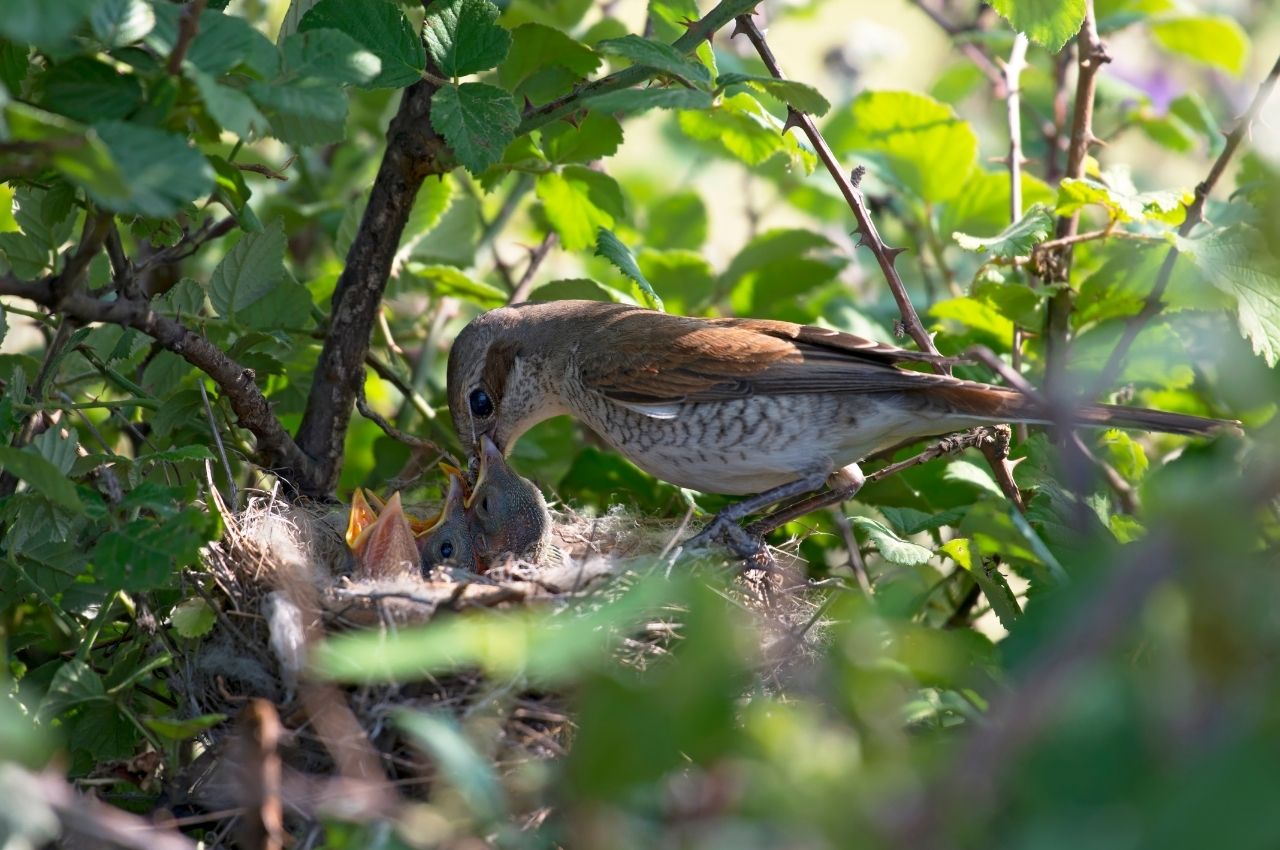 Jak wygląda Gąsiorek?