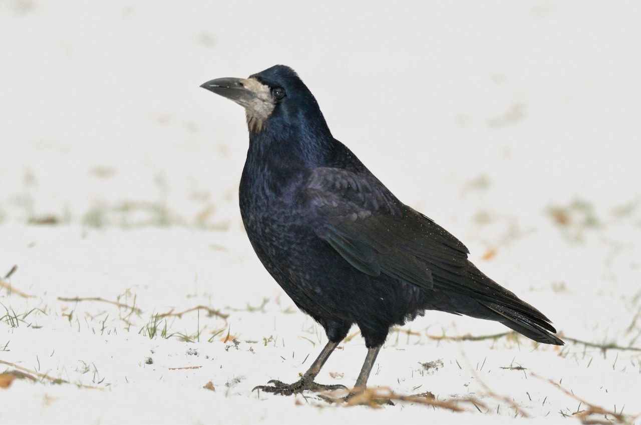 Jak wygląda Gawron?