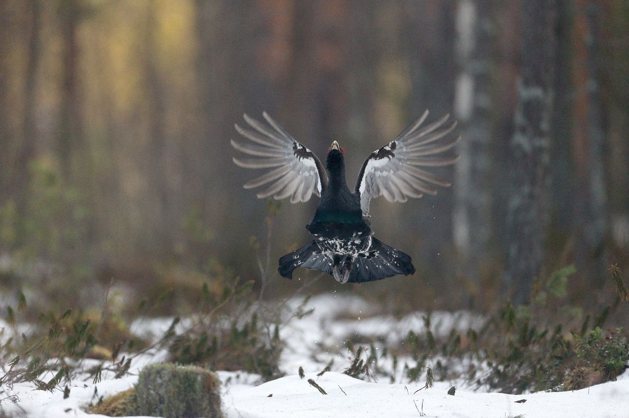 Jak wygląda Głuszec?