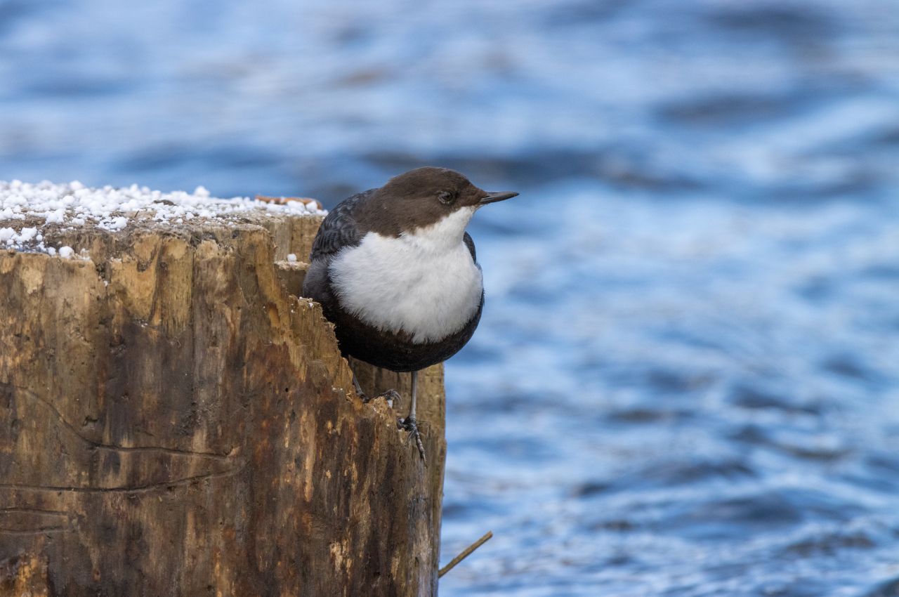 Jak wygląda Pluszcz?