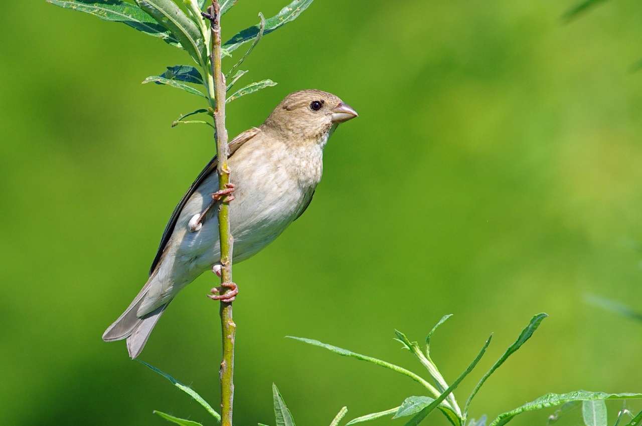 Jak wygląda Dziwonia?