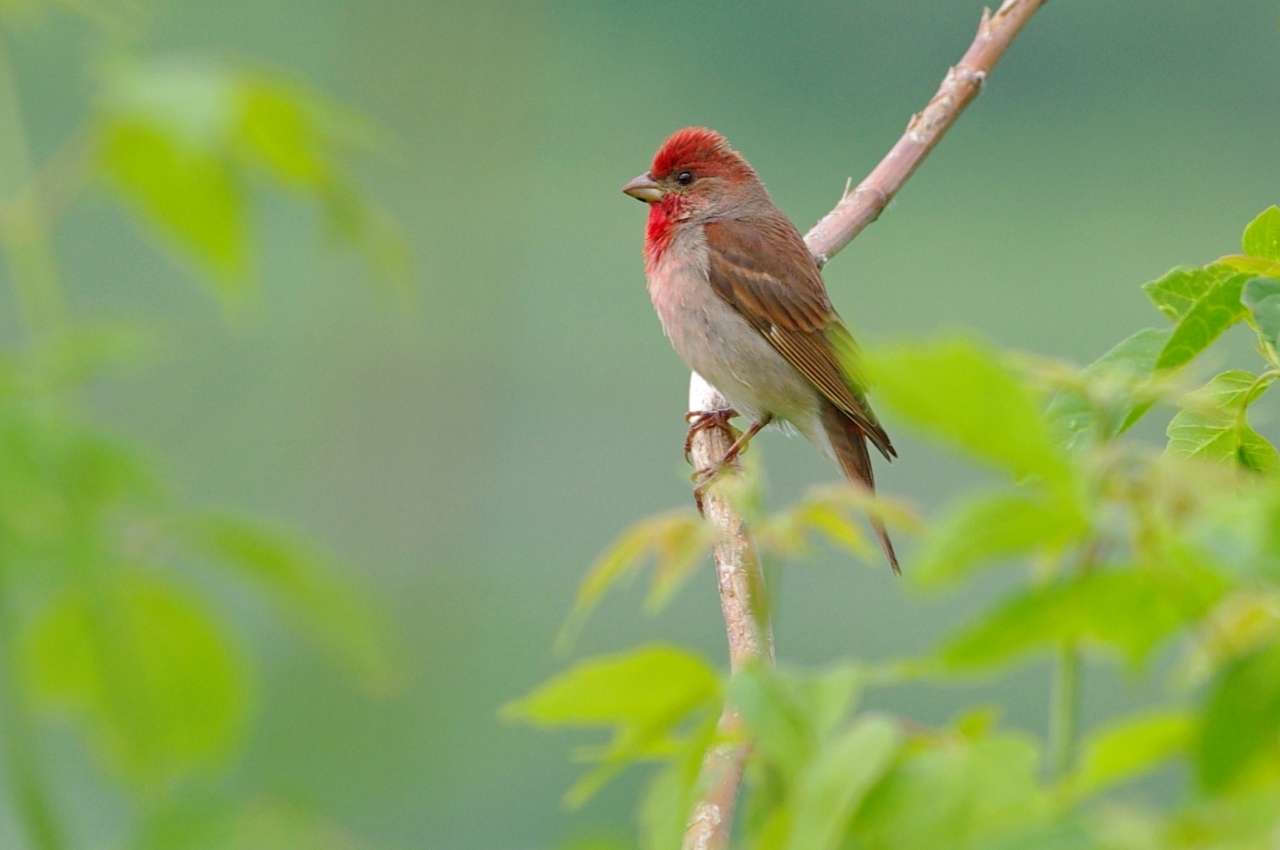 Jak wygląda Dziwonia?