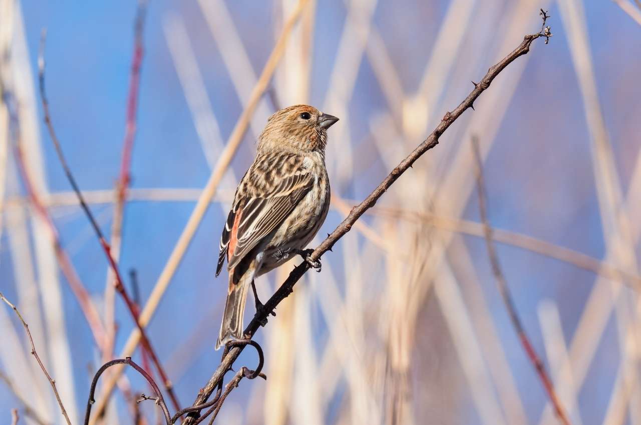 Jak wygląda Dziwonia?