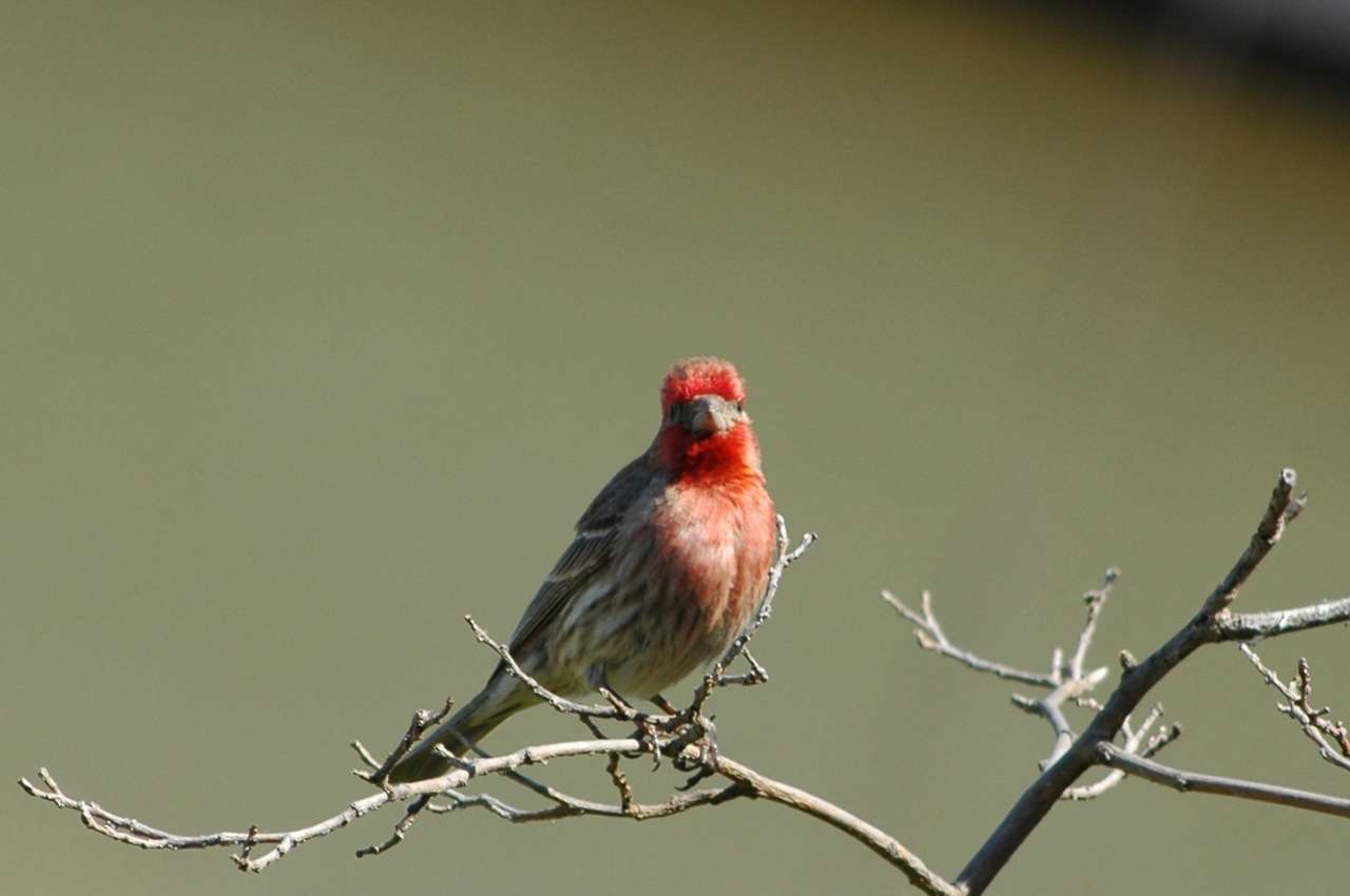 Jak wygląda Dziwonia?