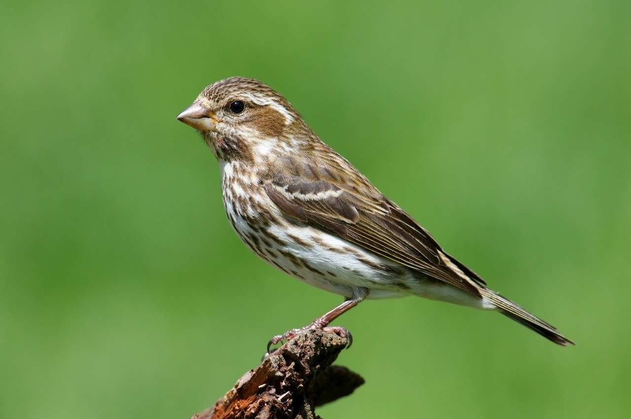 Jak wygląda Dziwonia?